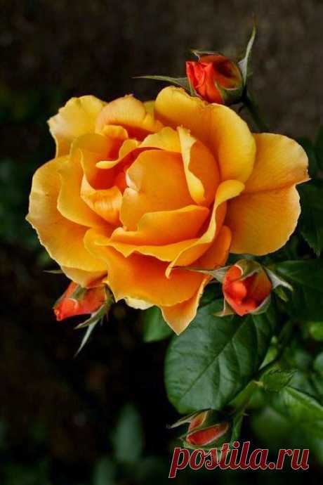 Perfect Yellow Rose   |   Pinterest • Всемирный каталог идей
