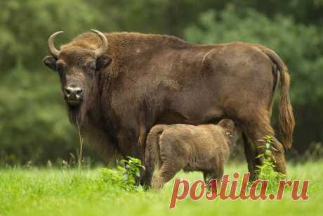 флора и фауна россии – Google Поиск