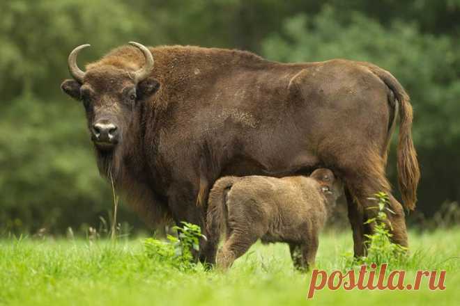 флора и фауна россии – Google Поиск