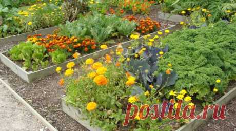 Какие цветы не только красивые, но и полезные