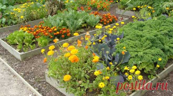 Какие цветы не только красивые, но и полезные