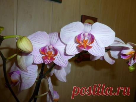 Пересадка детки орхидеи.