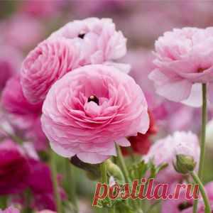 Усадьба | Цветы в саду : Лютик азиатский: правильная посадка и уход