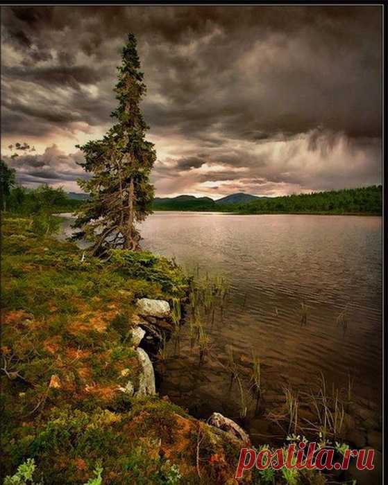 Красавцы деревья...