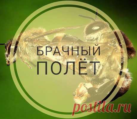 Брачный полет матки и трутня.

Перед брачным полетом матка осуществляет несколько ориентировочных облетов.Происходит это примерно на 3-5-й день после ее выхода с маточника.Брачный полет осуществляется на 7-10-й день и занимает не более 20 минут. Сроки могут сдвигаться при плохой погоде.Спаривается матка с несколькими трутнями (до 6-8), поэтому и облет может повторять. Делается это только в теплую погоду（t 25）
Трутни во время брачного полета собираются в нескольких местах н...
