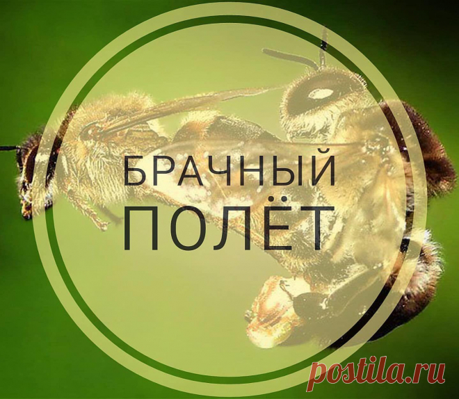 Брачный полет матки и трутня.

Перед брачным полетом матка осуществляет несколько ориентировочных облетов.Происходит это примерно на 3-5-й день после ее выхода с маточника.Брачный полет осуществляется на 7-10-й день и занимает не более 20 минут. Сроки могут сдвигаться при плохой погоде.Спаривается матка с несколькими трутнями (до 6-8), поэтому и облет может повторять. Делается это только в теплую погоду（t 25）
Трутни во время брачного полета собираются в нескольких местах н...