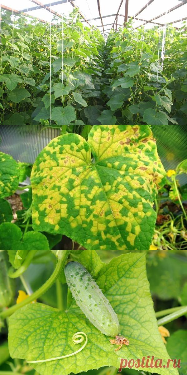 6 БЕСЦЕННЫХ СОВЕТОВ, ЧТОБЫ ЛИСТЬЯ ОГУРЦОВ НЕ ЖЕЛТЕЛИ