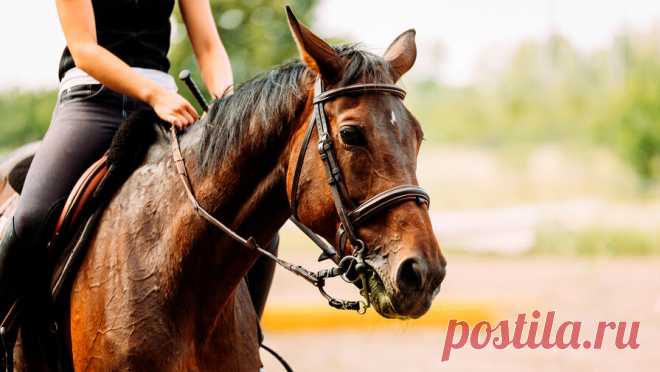 Пятиклассница сломала позвоночник упав с лошади в конном клубе. Родители пятиклассницы, сломавшей позвоночник при падении с лошади в конном клубе, обвинили в халатности тренера. Об этом сообщает Life со ссылкой на Shot. Инцидент произошел в конце октября в конном клубе Ellhorse в Москве, 11-летнюю ...