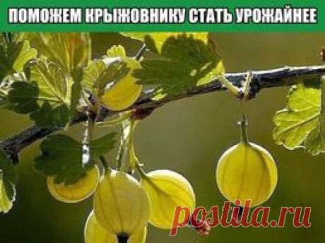 ПОМОЖЕМ КРЫЖОВНИКУ СТАТЬ УРОЖАЙНЕЕ