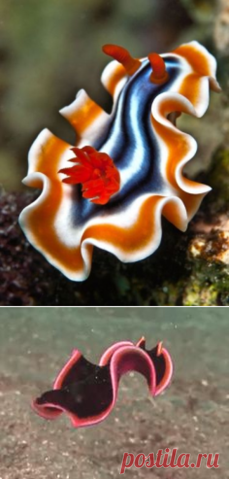 Морской слизняк, Океанская жизнь and Южная африка on Pinterest