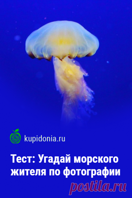 Тест: Угадай морского жителя по фотографии. Продолжаем серию тестов о животных с фотографиями и подсказками. Проверьте, как хорошо вы знаете обитателей морей и океанов!