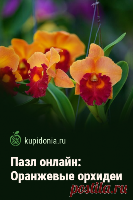 Пазл онлайн: Оранжевые орхидеи. Красивый яркий пазл онлайн с великолепной оранжевой орхидеей. Собери пазл на сайте!