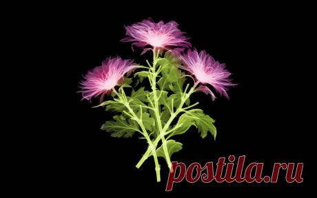 3D цветы обои для рабочего стола, картинки, фото, 1920x1200.