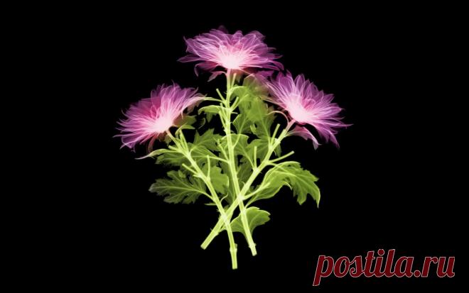 3D цветы обои для рабочего стола, картинки, фото, 1920x1200.