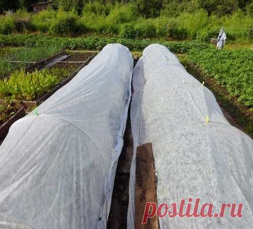 Борьба с крестоцветной(капустной) блошкой