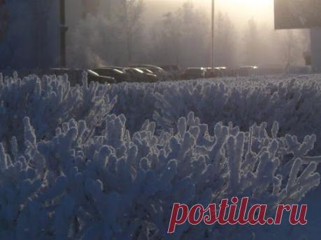 Oleg Proskurin – Google+ - Winter corals. They are growing every year in the month... Зимние кораллы.