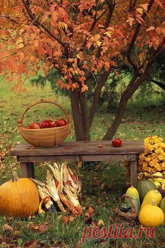 It's Fall  |  Найдено на сайте gardenpicture.tumblr.com.