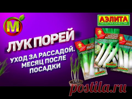 ЛУК ПОРЕЙ "Добрый Молодец". Посадка и выращивание в 2021 году.