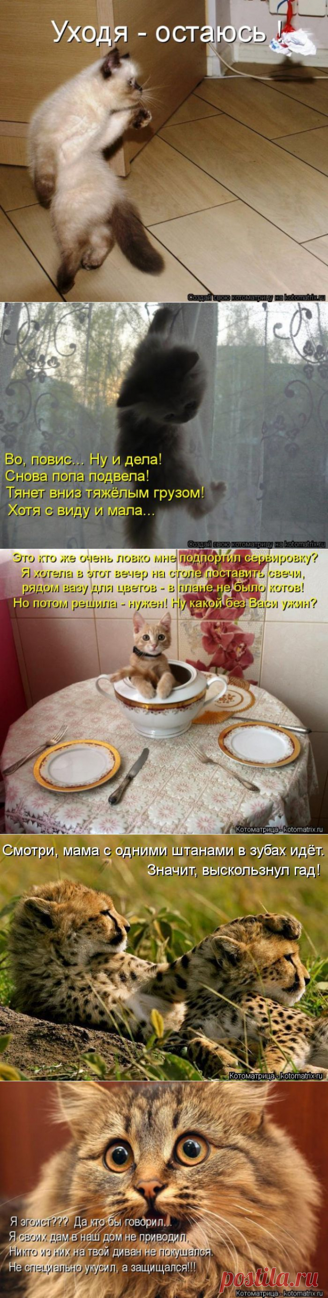 Новые смешные котоматрицы понедельника! | ЛЮБИМЫЕ ФОТО