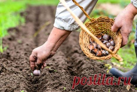 Когда осенью можно сажать чеснок под зиму, чтобы он успел приняться