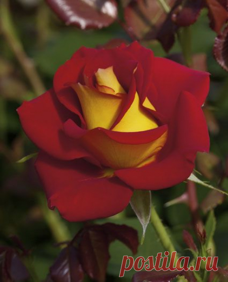 Ketchup &amp; Mustard™ Floribunda Rose | Alta Sanders приколол(а) это к доске * ROSES *