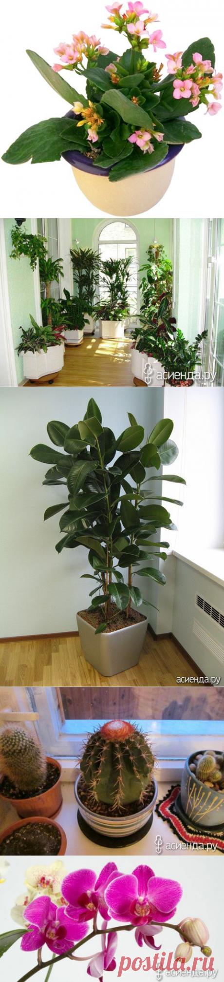 КОМНАТНЫЕ РАСТЕНИЯ ДЛЯ ВСЕХ СТОРОН СВЕТА