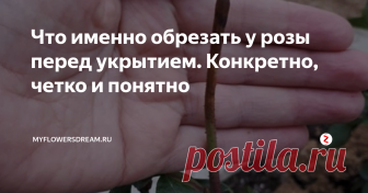 Что именно обрезать у розы перед укрытием. Конкретно, четко и понятно Обрезка роз перед укрытием - обязательный и важный момент. Многие садоводы не знают как правильно и что именно нужно обрезать у розы, режут всё подряд, либо жалеют, оставляют всё что подлежит обязательной обрезке, а весной после снятия укрытия получают печальные плоды такой самодеятельности. Давайте разберёмся что конкретно обрезать у розы перед укрытием, всё четко ясно и понятно.
Ну во первых гла