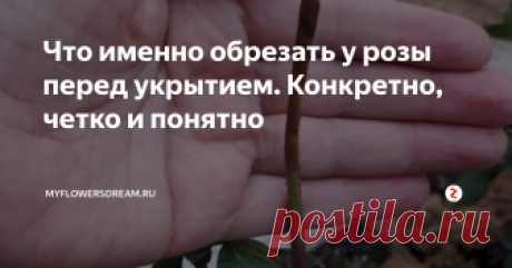 Что именно обрезать у розы перед укрытием. Конкретно, четко и понятно Обрезка роз перед укрытием - обязательный и важный момент. Многие садоводы не знают как правильно и что именно нужно обрезать у розы, режут всё подряд, либо жалеют, оставляют всё что подлежит обязательной обрезке, а весной после снятия укрытия получают печальные плоды такой самодеятельности. Давайте разберёмся что конкретно обрезать у розы перед укрытием, всё четко ясно и понятно.
Ну во первых гла