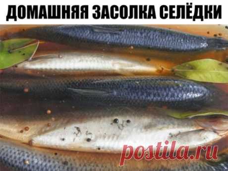 Домашняя засолка селёдки
Наша семья уже давно не покупает соленую скумбрию или селедку в магазине, домашняя засолка намного вкуснее, да и безопаснее. Потрясающая рыбка получается!
Ингредиенты:
1 кг скумбрии ИЛИ селедки 
0,5 литра воды 
2 столовые ложки соли 
1 столовая ложка сахара 
Лавровый лист и черный перец горошком
