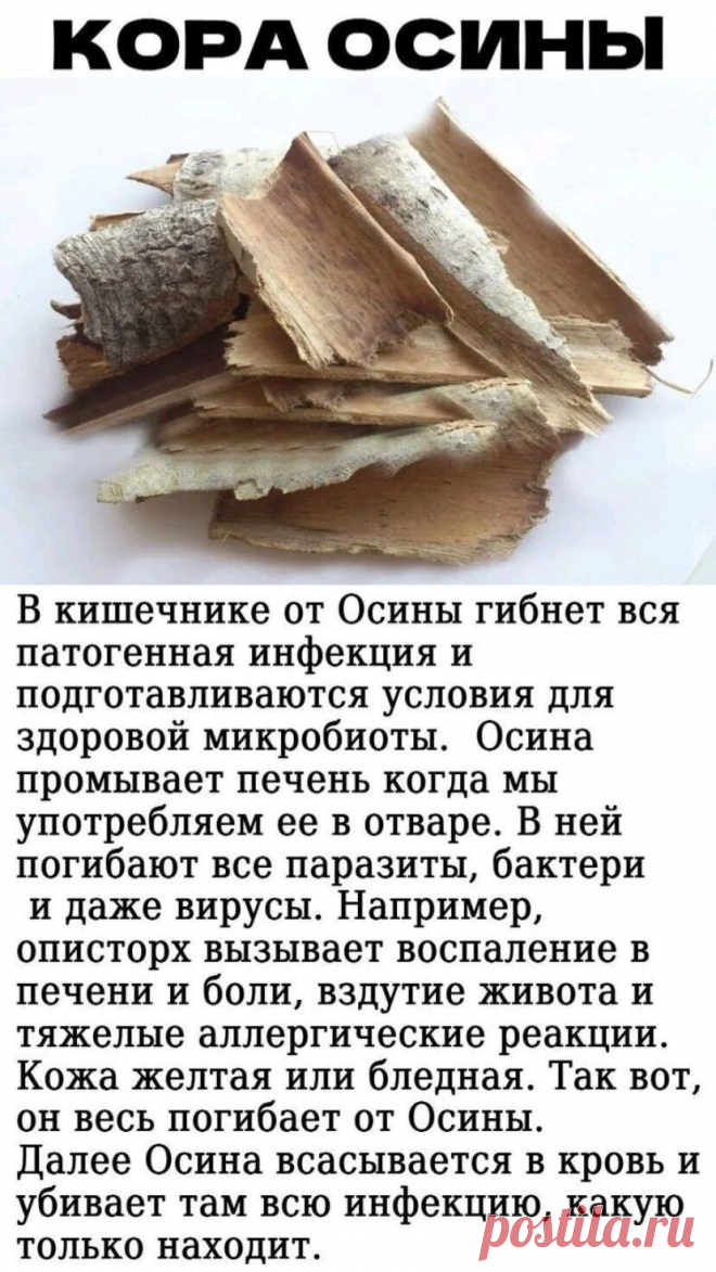 Кора осины - лечебные свойства