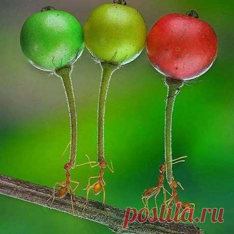 Date : 05.12.2017-
🍃🍁Macro of the day🍁🍃
•
👇Today's featured photo is by👇
•
✨✨✨🍀 @eko_adiyanto 🍀✨✨✨
•
•
👏🎉👏!CONGRATULATIONS!👏🎉👏
-----------------------------------------------------------
Photo selected by:  @yavuzarslan334
🍃
Please take a moment to visit the gallery of this exceptional photographer and show some support&appreciation.
----------------------------------------------------------
Please follow @macro_turkey and tag your best macro shots #macro_tu...