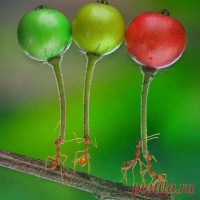 Date : 05.12.2017-
🍃🍁Macro of the day🍁🍃
•
👇Today's featured photo is by👇
•
✨✨✨🍀 @eko_adiyanto 🍀✨✨✨
•
•
👏🎉👏!CONGRATULATIONS!👏🎉👏
-----------------------------------------------------------
Photo selected by:  @yavuzarslan334
🍃
Please take a moment to visit the gallery of this exceptional photographer and show some support&appreciation.
----------------------------------------------------------
Please follow @macro_turkey and tag your best macro shots #macro_tu...