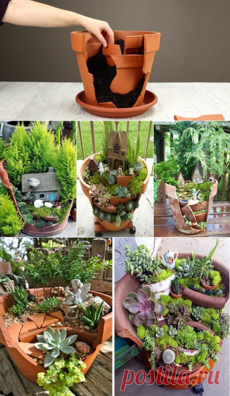Сказочная клумба на подоконнике | Garden-Zoo.ru | Яндекс Дзен