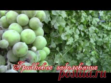 Оидиум винограда. Меры борьбы. - YouTube