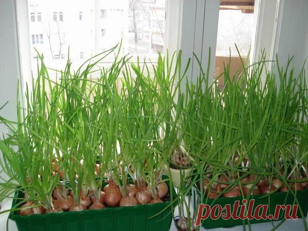 Конвейер лука на зелень для вашего стола