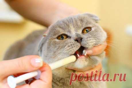 Как правильно дать таблетку кошке? | Основные правила