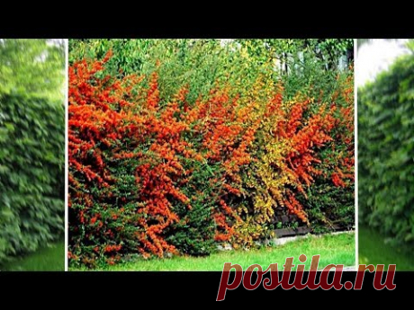 Самые неприхотливые кустарники для живой изгороди