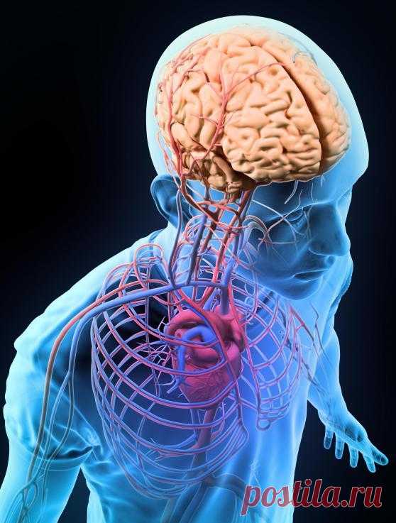 Что такое стеноз сосудов: виды, симптомы, варианты лечения