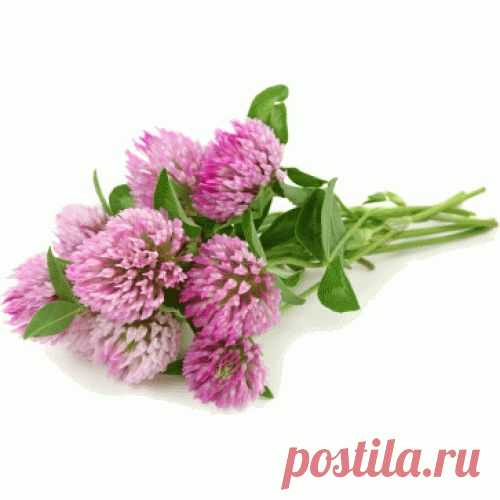 Лечебные и косметические свойства красного клевера: омоложение организма самым простым способом