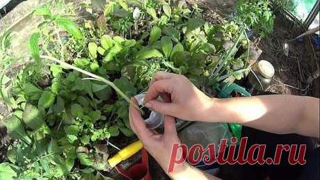 ВАРИАНТЫ ФОРМИРОВАНИЯ ТОМАТНЫХ КУСТОВ      

Разбираемся с разными вариантами формирования томатных кустов 

Как получить хороший урожай? 

Когда читаешь статьи о пасынковании томатов, кажется, что они написаны на китайском языке. Вот, к примеру: «детерминантные томаты формируют с переводом точки роста на боковой побег». Буквы вроде русские, а смысл уловить практически невозможно. Нет, специалист, конечно, сразу поймет, о чем речь, а вот рядовые дачники пребывают в недоуме...