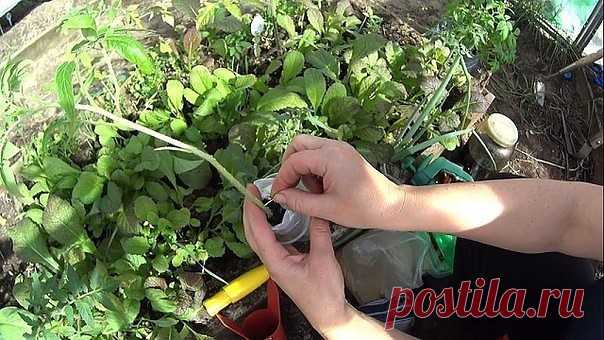 ВАРИАНТЫ ФОРМИРОВАНИЯ ТОМАТНЫХ КУСТОВ      

Разбираемся с разными вариантами формирования томатных кустов 

Как получить хороший урожай? 

Когда читаешь статьи о пасынковании томатов, кажется, что они написаны на китайском языке. Вот, к примеру: «детерминантные томаты формируют с переводом точки роста на боковой побег». Буквы вроде русские, а смысл уловить практически невозможно. Нет, специалист, конечно, сразу поймет, о чем речь, а вот рядовые дачники пребывают в недоуме...