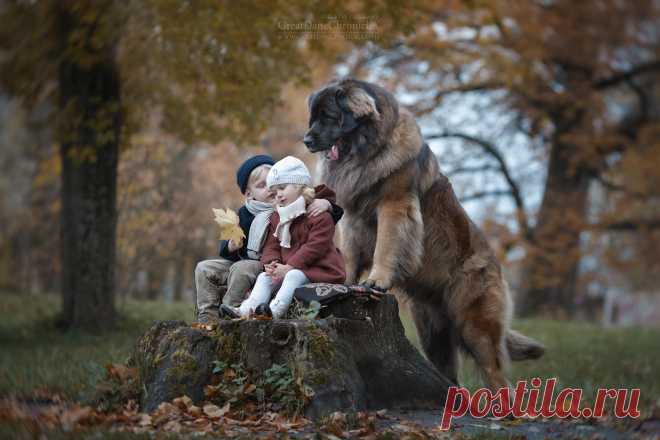 35PHOTO - Андрей Селиверстов - Маленькая Лиза и её большие друзья Леонбергеры