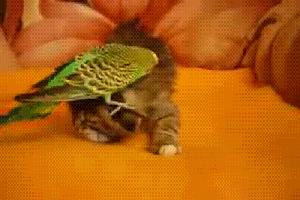 Мой Мир@Mail.Ru