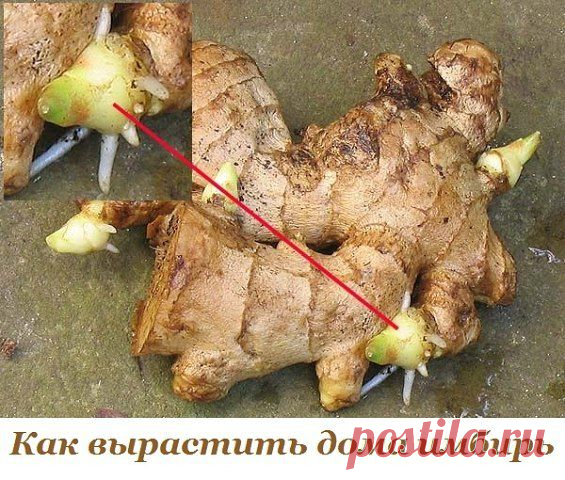 Как вырастить дома имбирь | Женский журнал