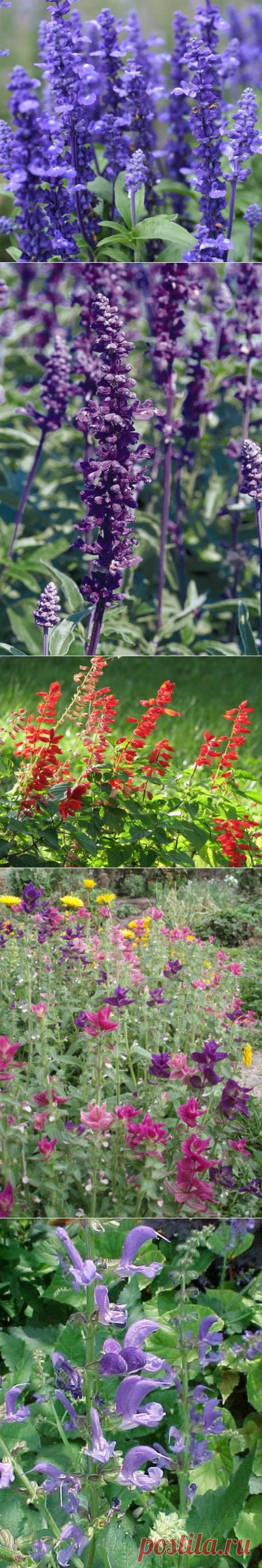 Сальвия, она же шалфей | Самоцветик