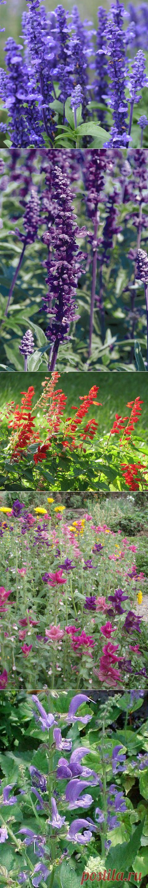 Сальвия, она же шалфей | Самоцветик