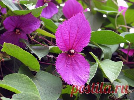 ЭКЗОТИЧЕСКИЕ РАСТЕНИЯ | Самоцветик