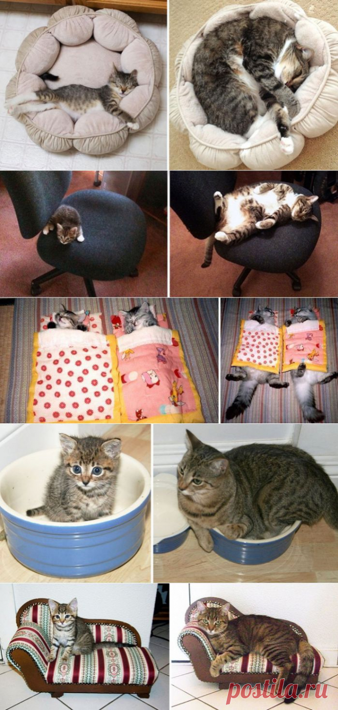 Котята, которые так быстро выросли!