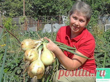 (1) Одноклассники