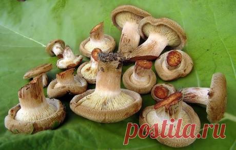 Как вкусно замариновать коровники на зиму?